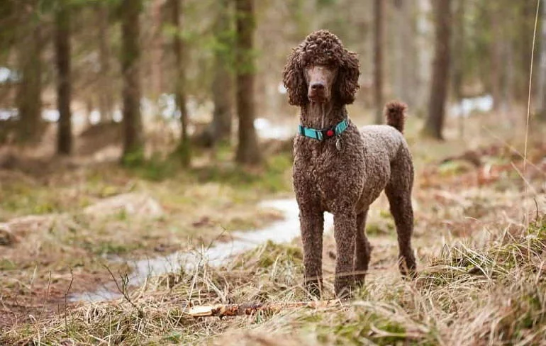 How To Buy The Best Bark Collars