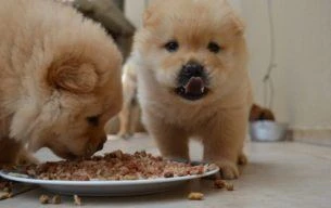 Best Puppy Food