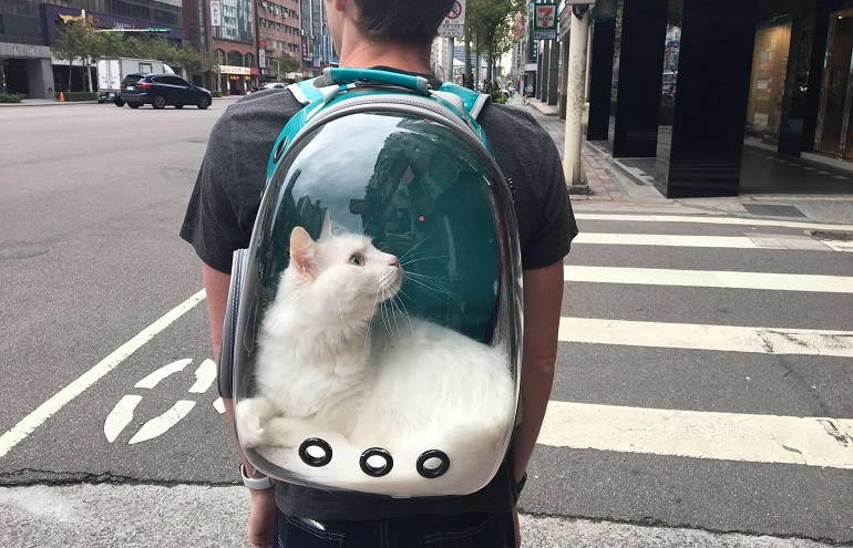 How To Buy The Best Cat Backpacks