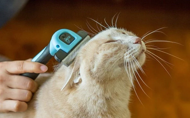 How To Buy The Best Cat Brushes For Shedding