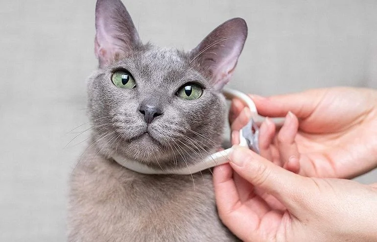 How To Buy The Best Cat Flea Collars