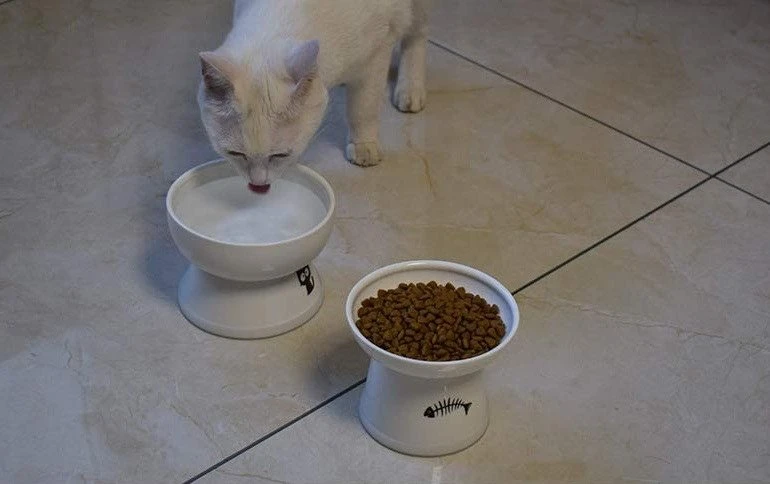 How To Buy The Best Cat Food Bowls