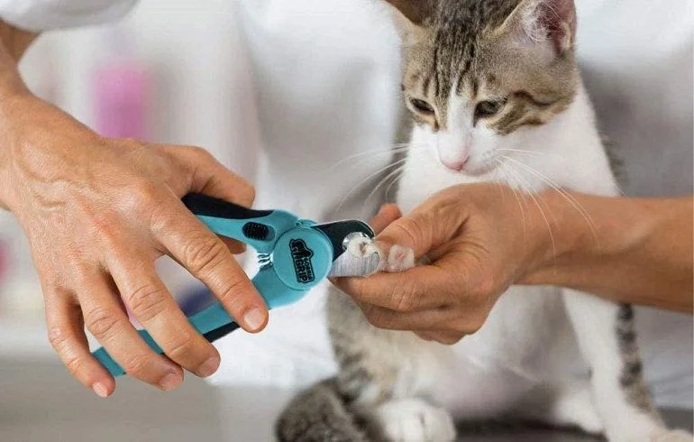Other Recommended Cat Nail Clippers