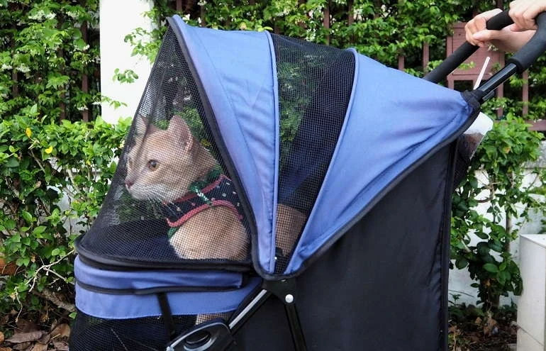 How To Buy The Best Cat Strollers