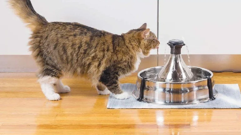 How To Buy The Best Cat Water Fountains