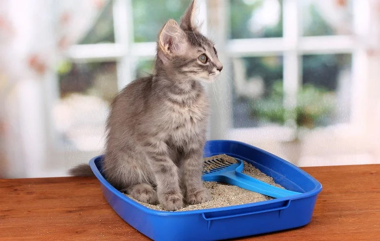 How To Buy The Best Crystal Cat Litter