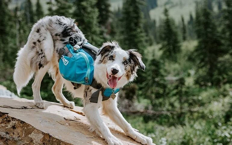 Other Recommended Dog Backpacks