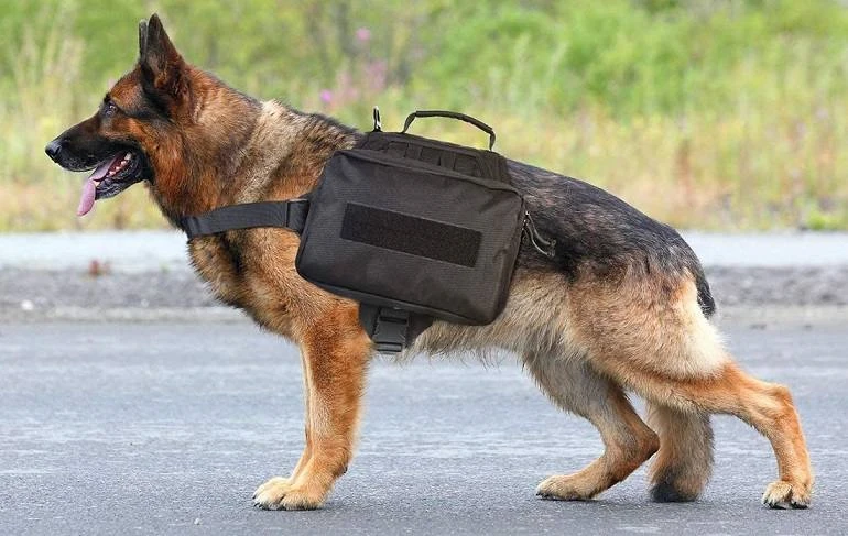 How To Buy The Best Dog Backpacks