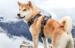 Best Dog Harnesses For Hiking