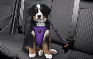 Best Dog Car Harnesses