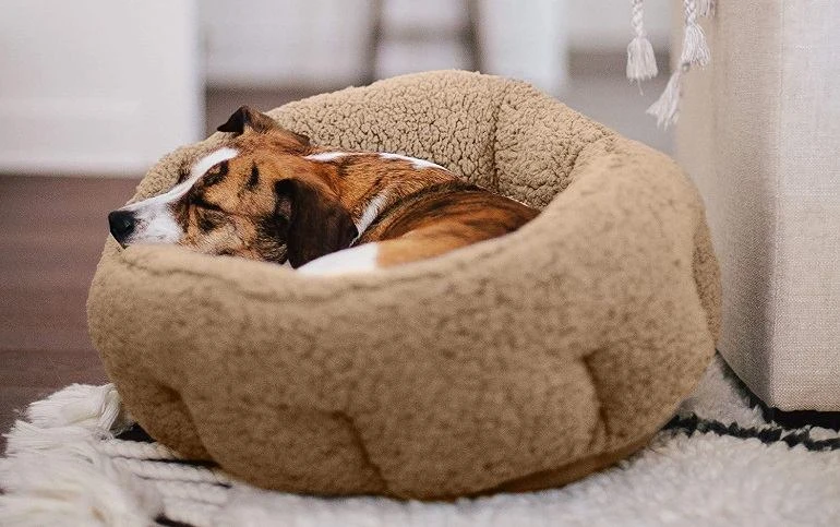 How To Buy The Best Dog Beds For Small Dogs