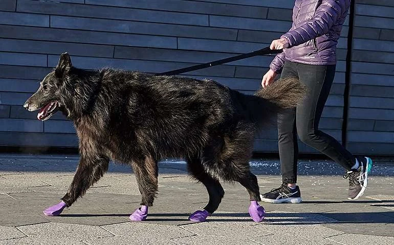 How To Buy The Best Dog Boots