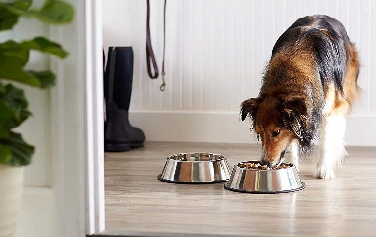 How To Buy The Best Dog Bowls