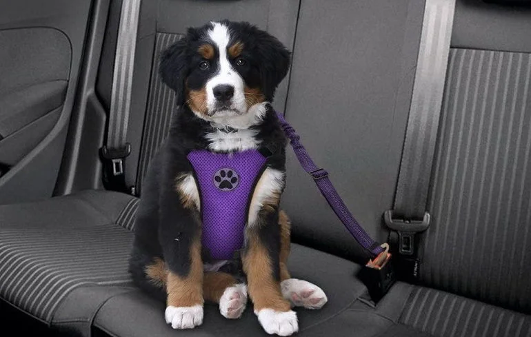 Other Recommended Dog Car Harnesses