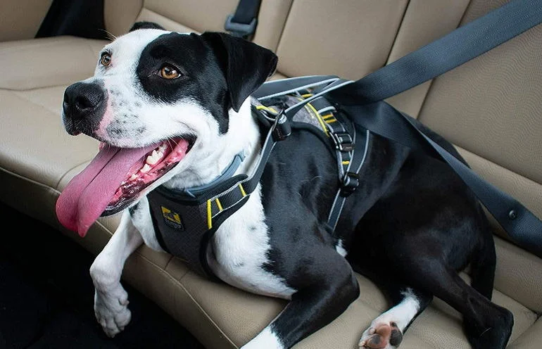 How To Buy The Best Dog Car Harnesses