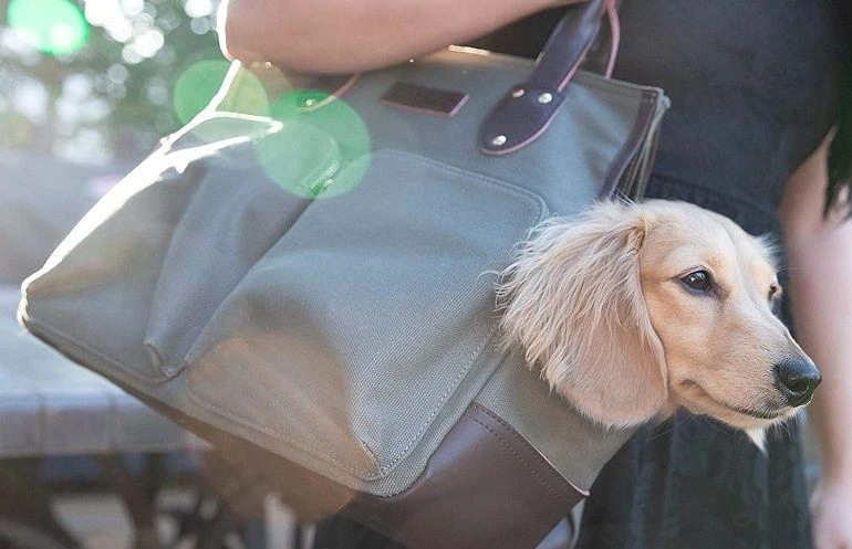 How To Buy The Best Dog Carrier Purses