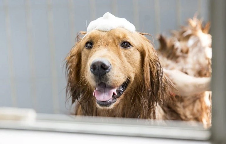 How To Buy The Best Dog Conditioners