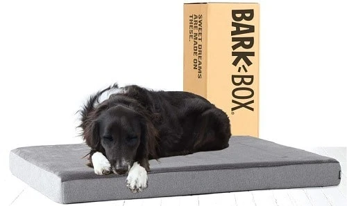 Barkbox Platform Dog Bed