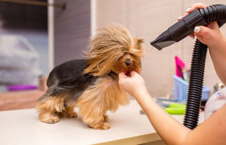 How To Buy The Best Dog Dryers