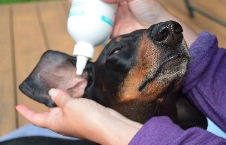 How To Buy The Best Dog Ear Cleaners