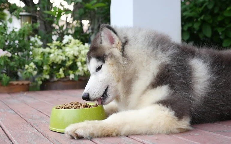 The 12 Best Dog Foods for Huskies for 2023