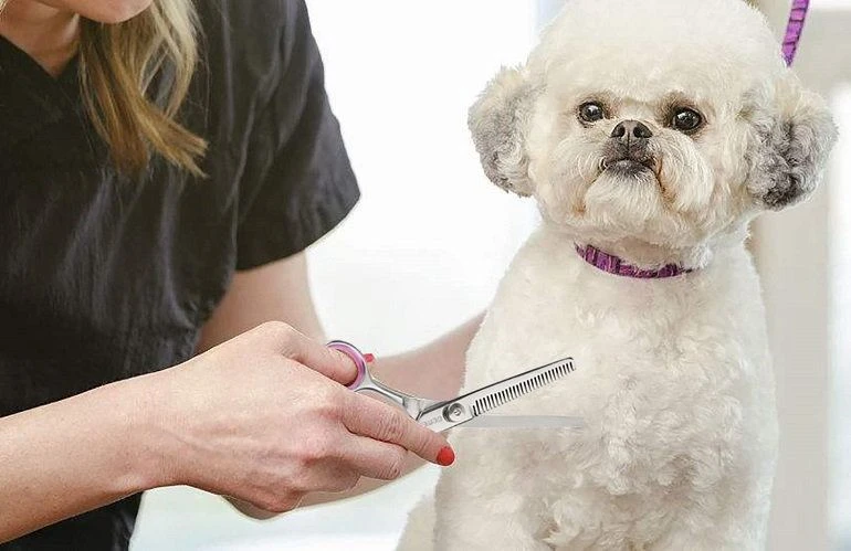 How To Buy The Best Dog Grooming Scissors