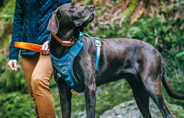 How To Buy The Best Dog Harnesses For Hiking