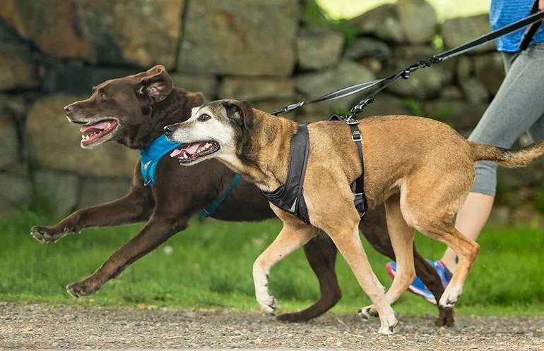 Other Recommended Dog Harnesses for Running