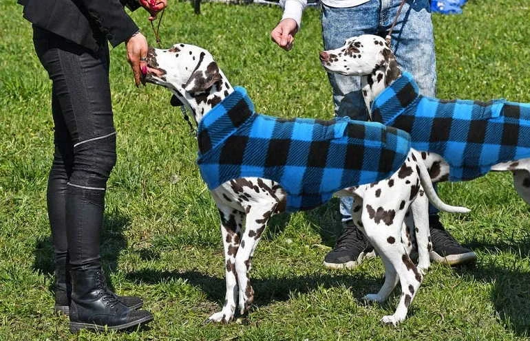 How To Buy The Best Dog Jackets For Winter