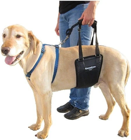 GingerLead Dog Harness