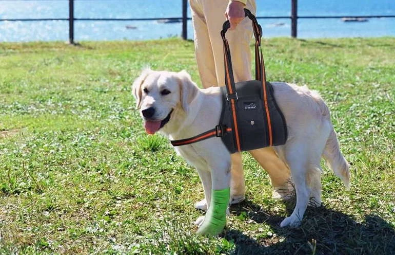 How To Buy The Best Dog Lift Harnesses