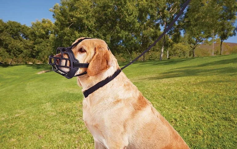 Other Recommended Dog Muzzles