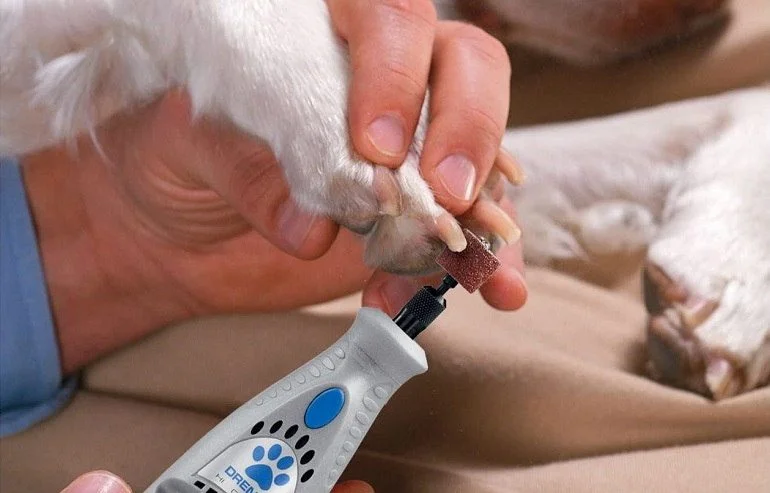 How To Buy The Best Dog Nail Clippers