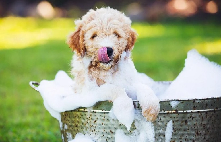 How To Buy The Best Dog Shampoos