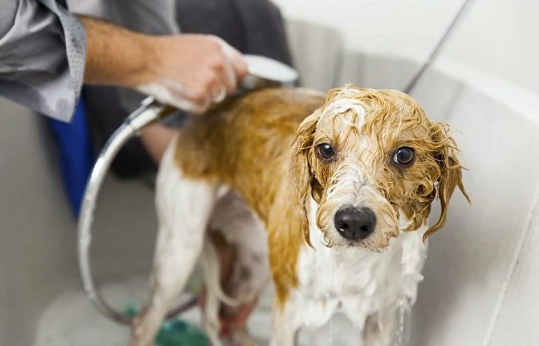 How To Buy The Best Dog Shampoos For Lice