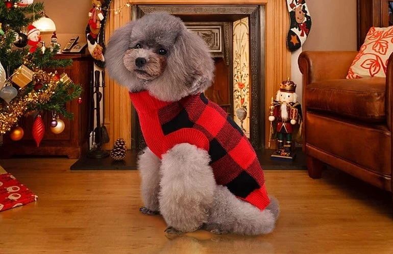 How To Buy The Best Dog Sweaters