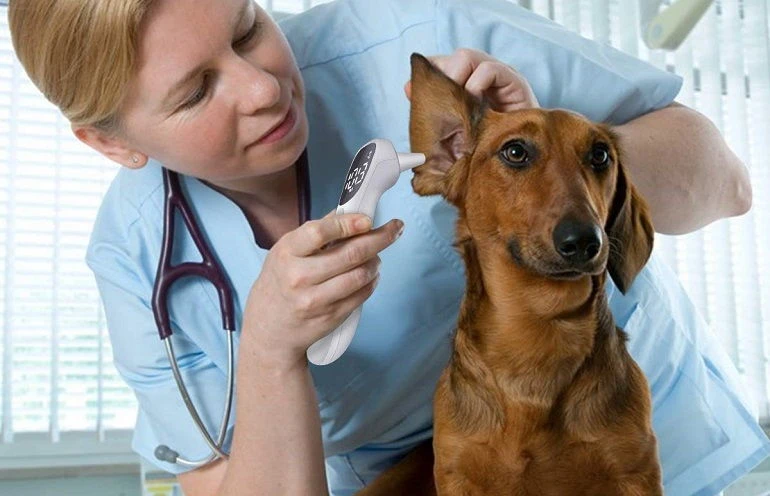 15 Best Dog Thermometers of 2022: Rectal, In-ear, Non-Touch, Infrared