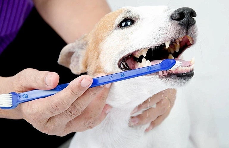 Other Recommended Dog Toothbrushes
