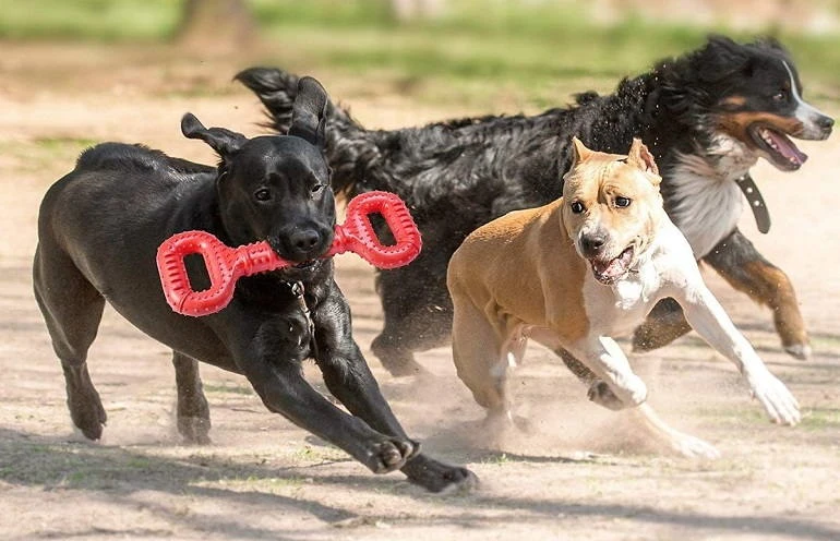 12 Best Dog Toys for Aggressive Chewers in 2022: Balls, Bones & More