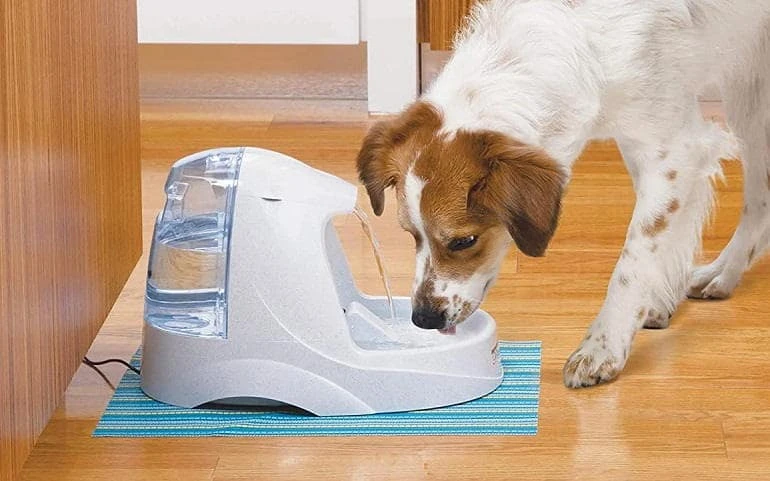 15 Best Dog Water Bowls of 2022: Fountain, Dispenser & More
