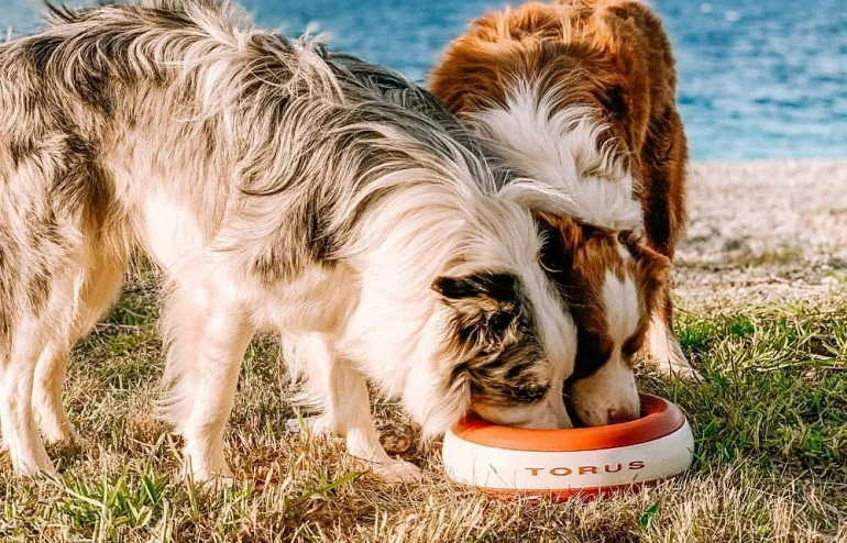 Types Of Dog Water Bowls