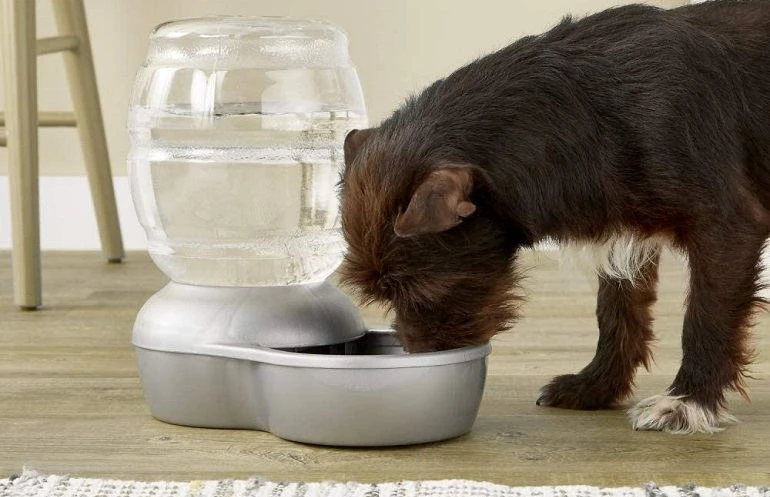 How To Buy The Best Dog Water Bowls