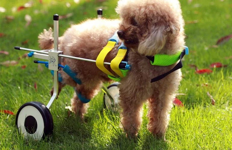 How To Buy Best Dog Wheelchairs