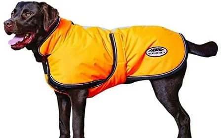 Weatherbeeta Dog Coat