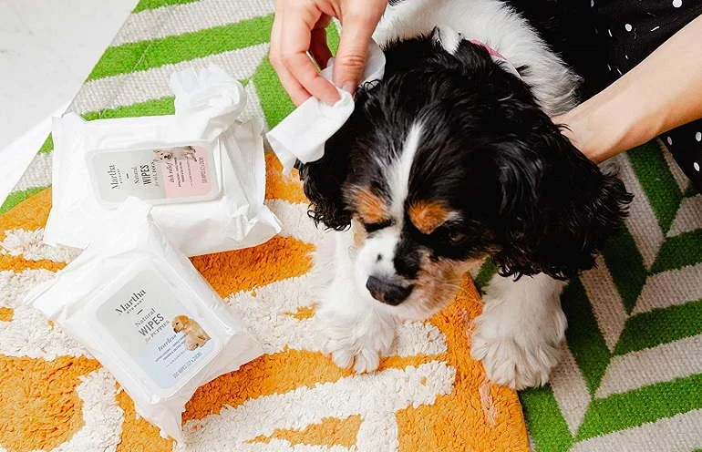 How To Buy The Best Dog Wipes