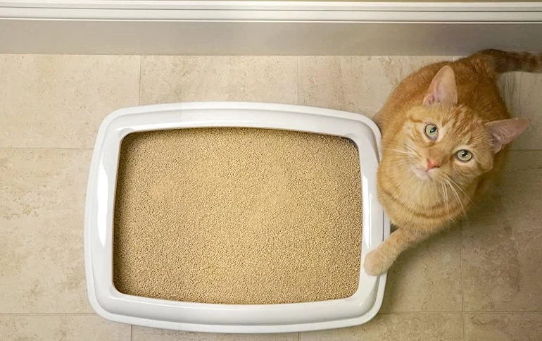 The 12 Best Dust Free Cat Litter of 2022