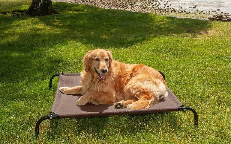 Other Recommended Elevated Dog Beds