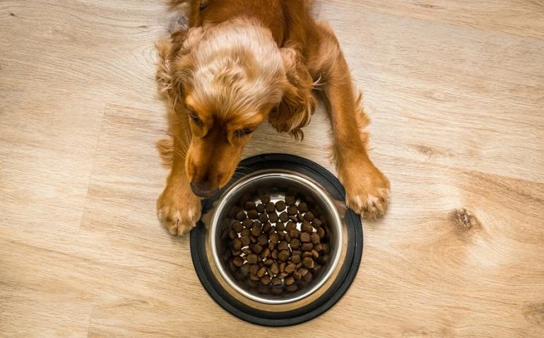 How To Buy The Best Grain-Free Dog Foods