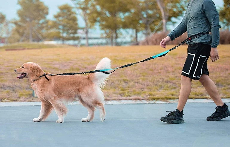 Other Recommended Hands-Free Dog Leashes