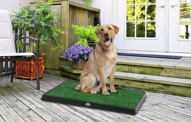 Other Recommended Indoor Dog Potty System
